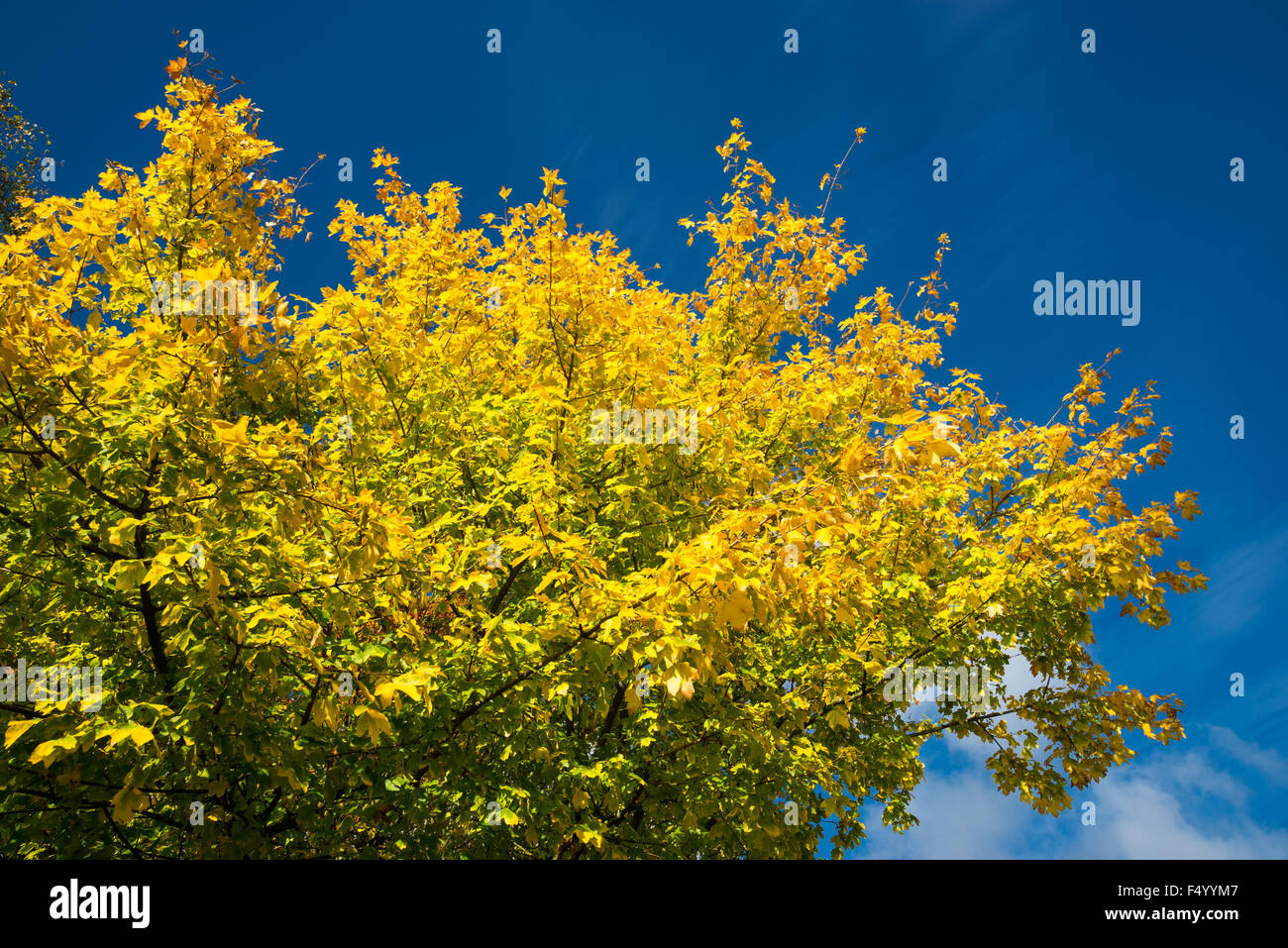Vivid colour contrast of blue and yellow. A Field Maple (Acer Campestre) against a deep blue sky. Stock Photo