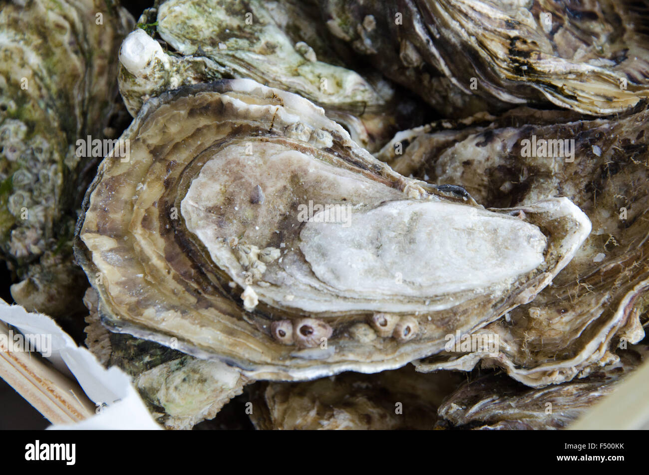 Mollusk oyster hires stock photography and images Alamy