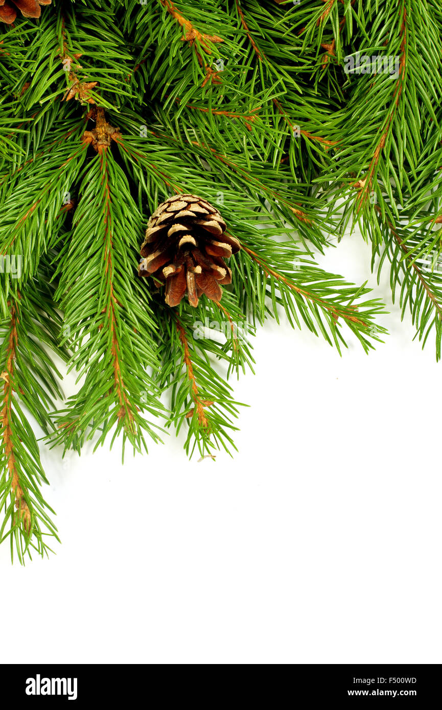 Christmas background with cones isolated on white Stock Photo - Alamy