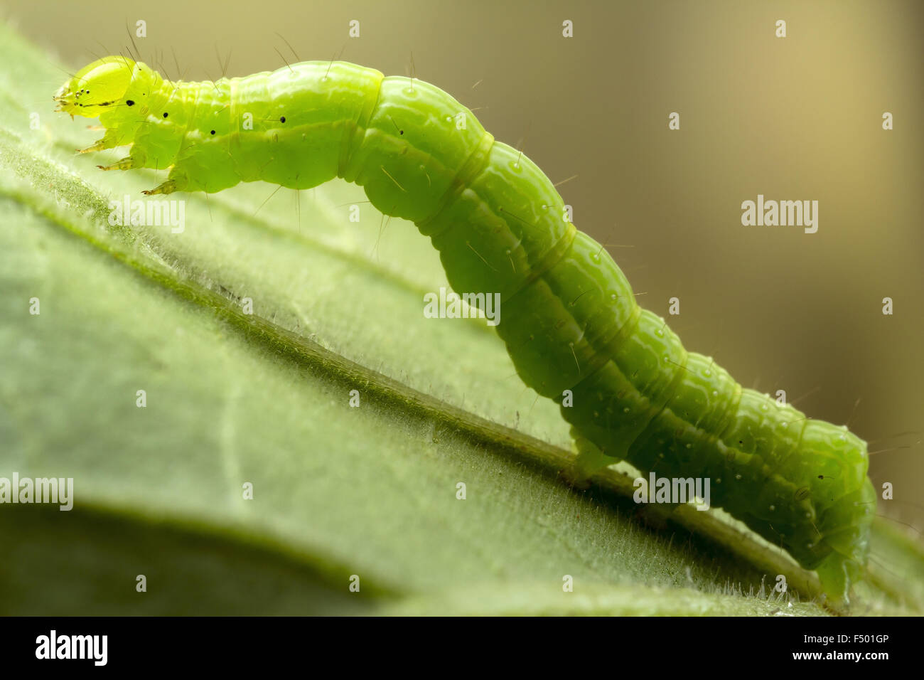 Small green caterpillar Stock Photo Alamy