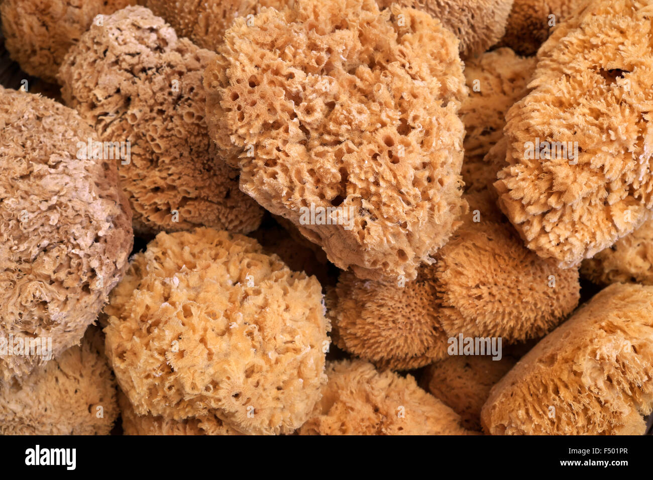 Sponges sponge natural hi-res stock photography and images - Alamy