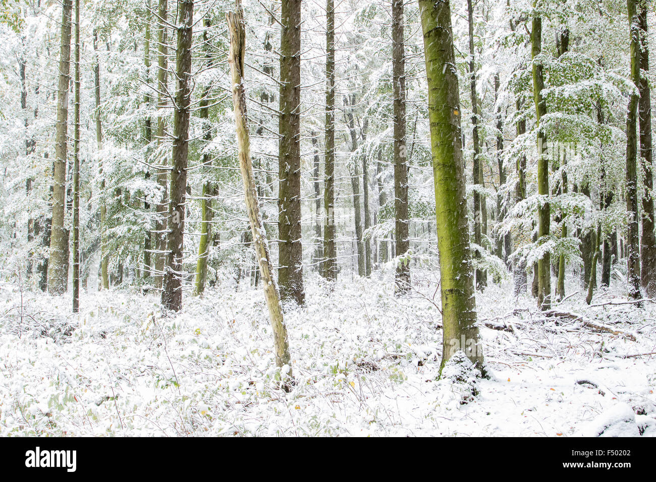 Early onset of winter, trees, forest with snow, Hesse, Germany Stock Photo