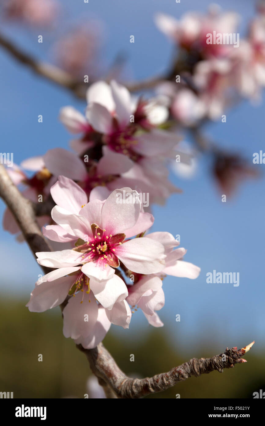 Japanese almond tree hires stock photography and images Alamy