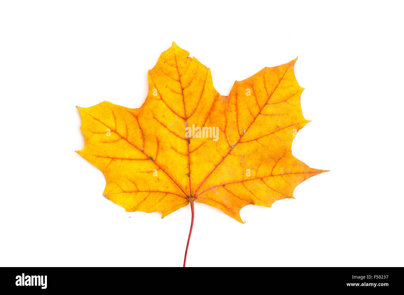 autumn leaf isolated on white background Stock Photo - Alamy
