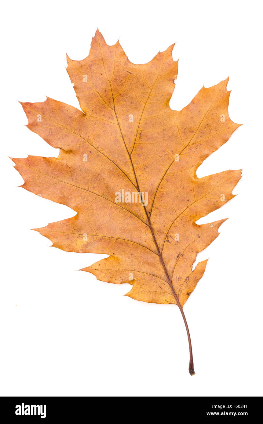 autumn leaf isolated on white background Stock Photo - Alamy