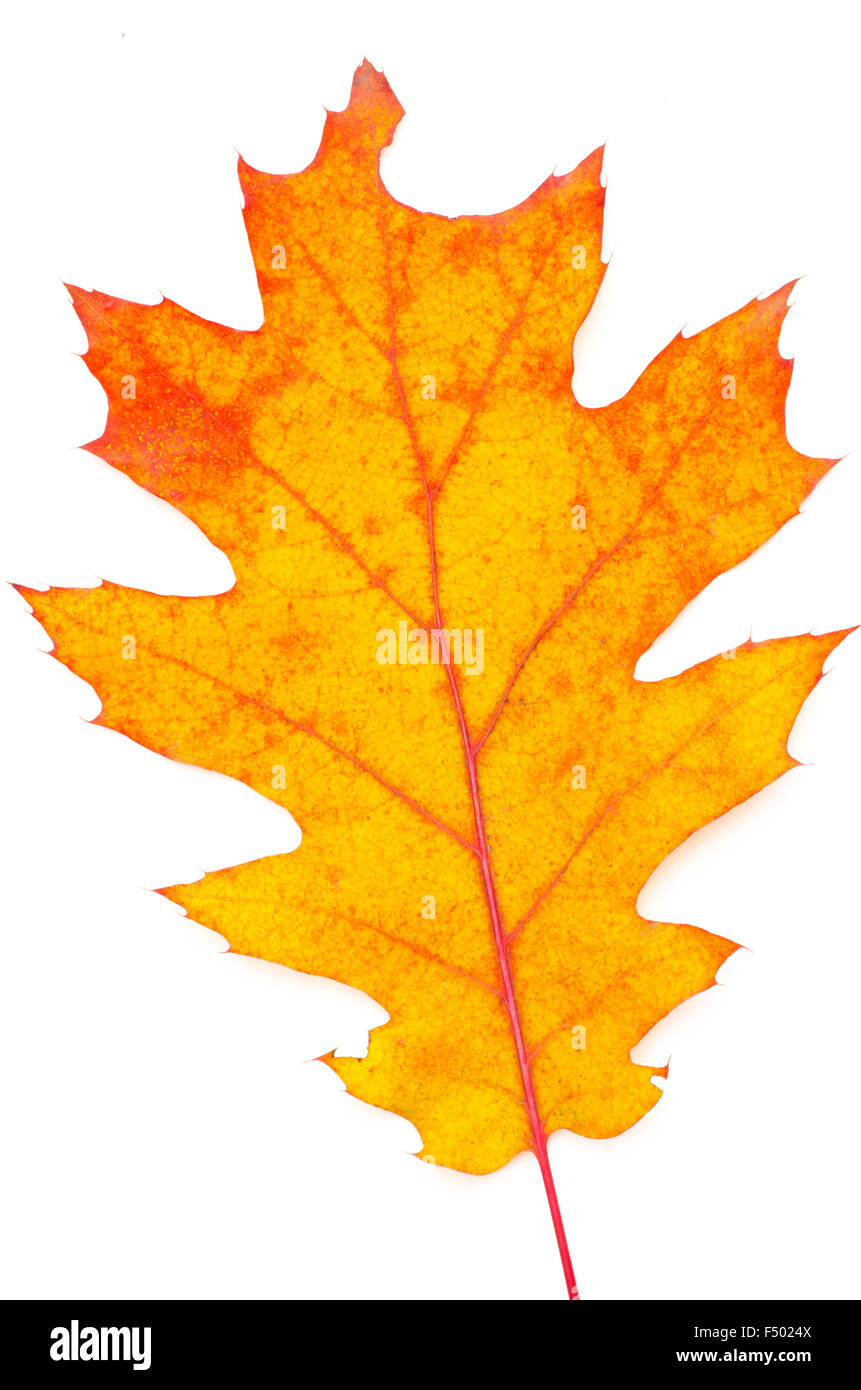 autumn leaf isolated on white background Stock Photo - Alamy