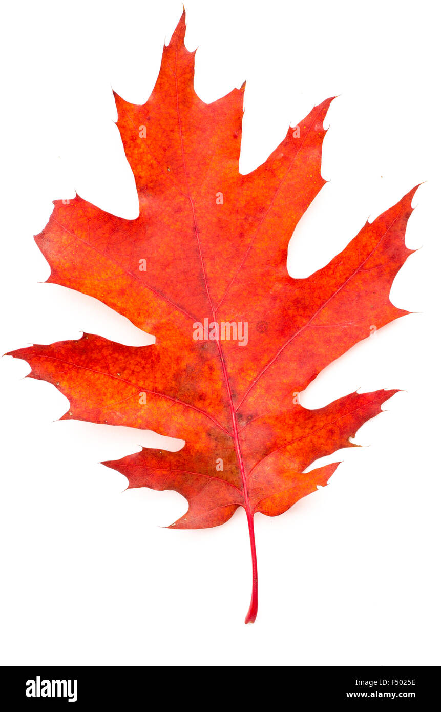 autumn leaf isolated on white background Stock Photo - Alamy