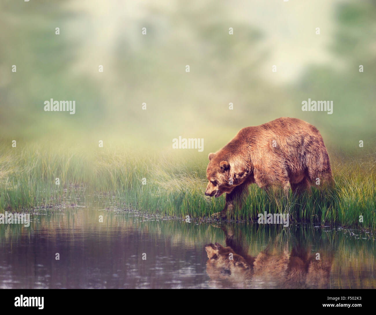 Brown Bear Near the Pond with Reflection Stock Photo