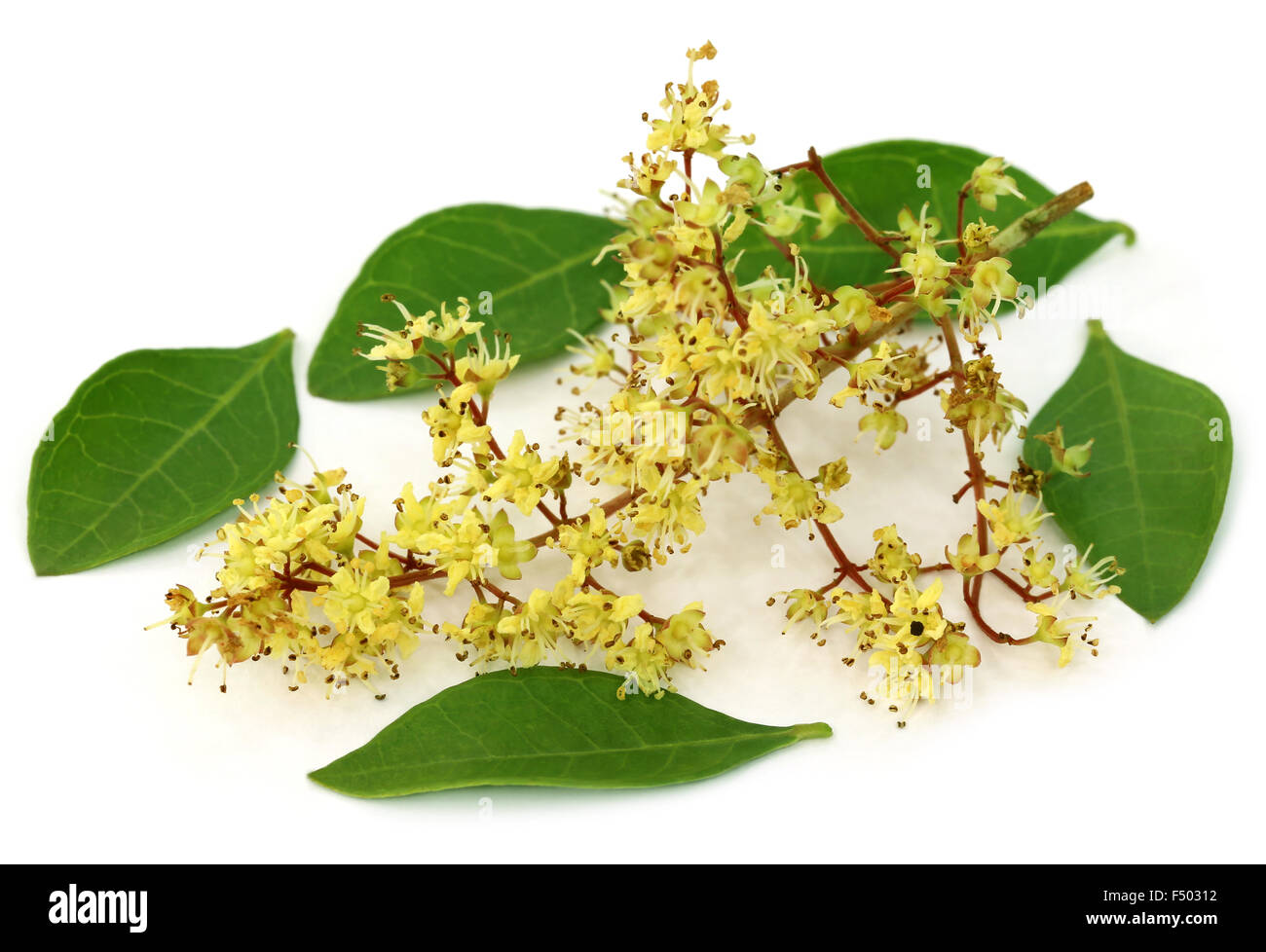 Henna plant hi-res stock photography and images - Alamy