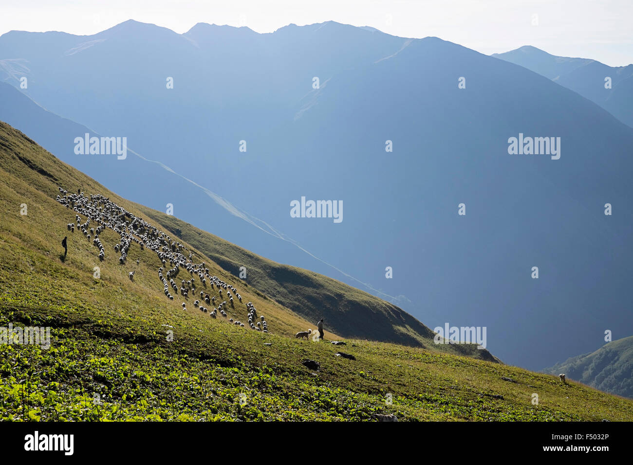 General view of the Caucasus Mountains in Georgia, Asia. These images feature Georgian men looking after their flock Stock Photo