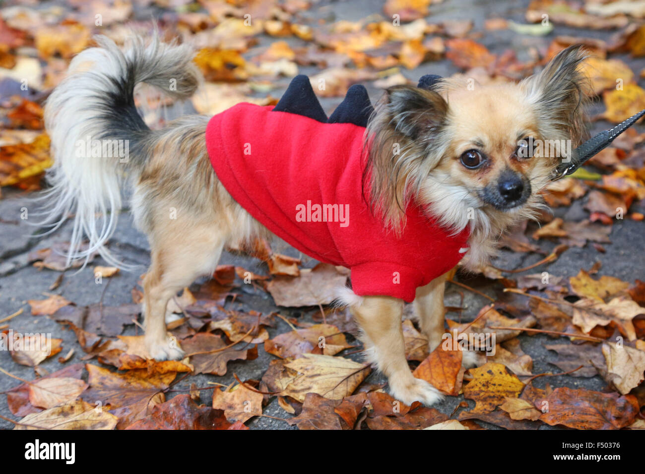 Brown Long Haired Chihuahua Stock Photos Brown Long Haired