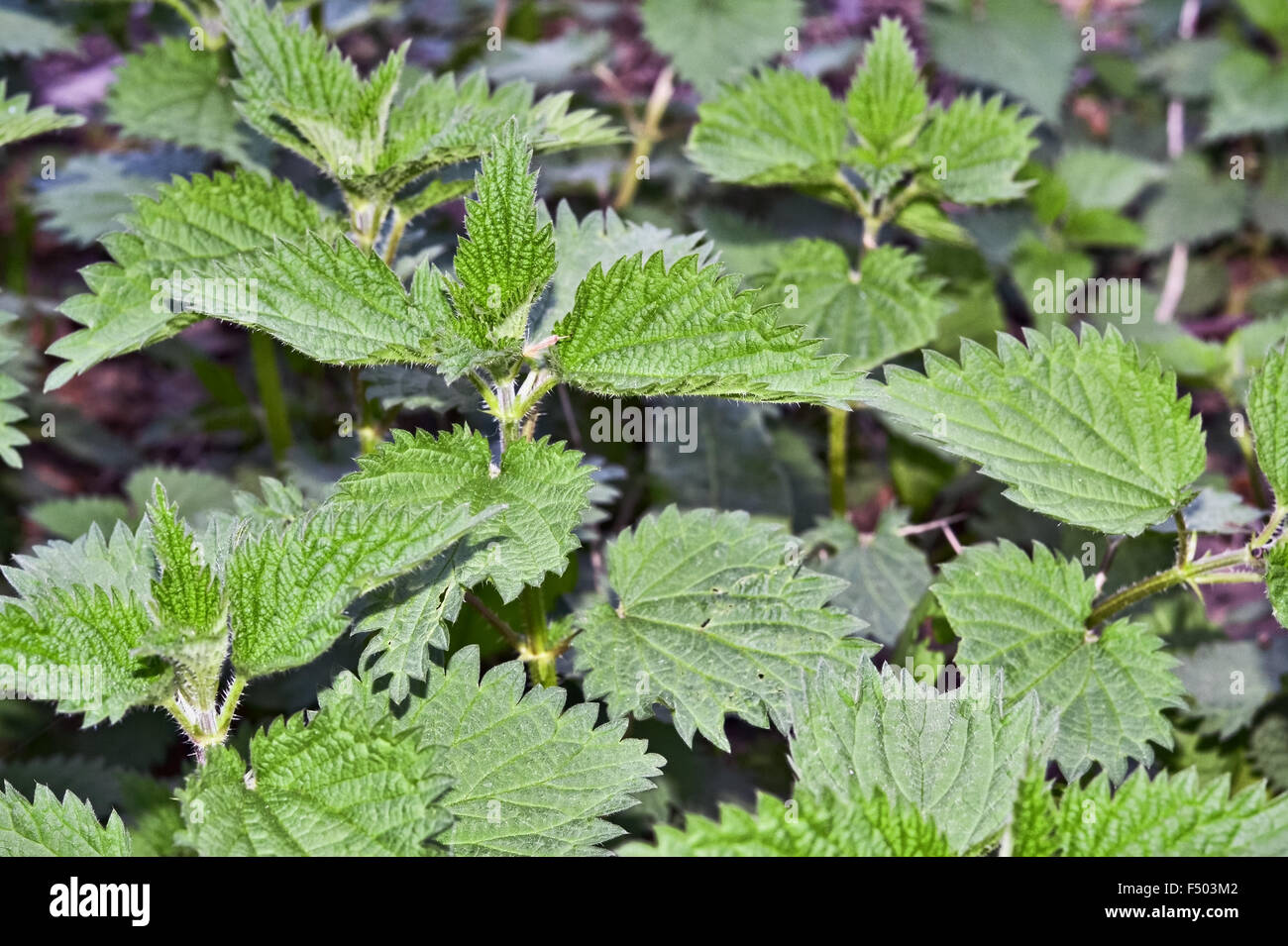 Closeup of stinging nettle growing on uncultivated land Stock Photo Alamy