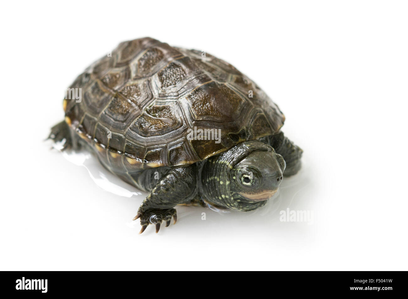 chinese turtle isolated on white Stock Photo - Alamy