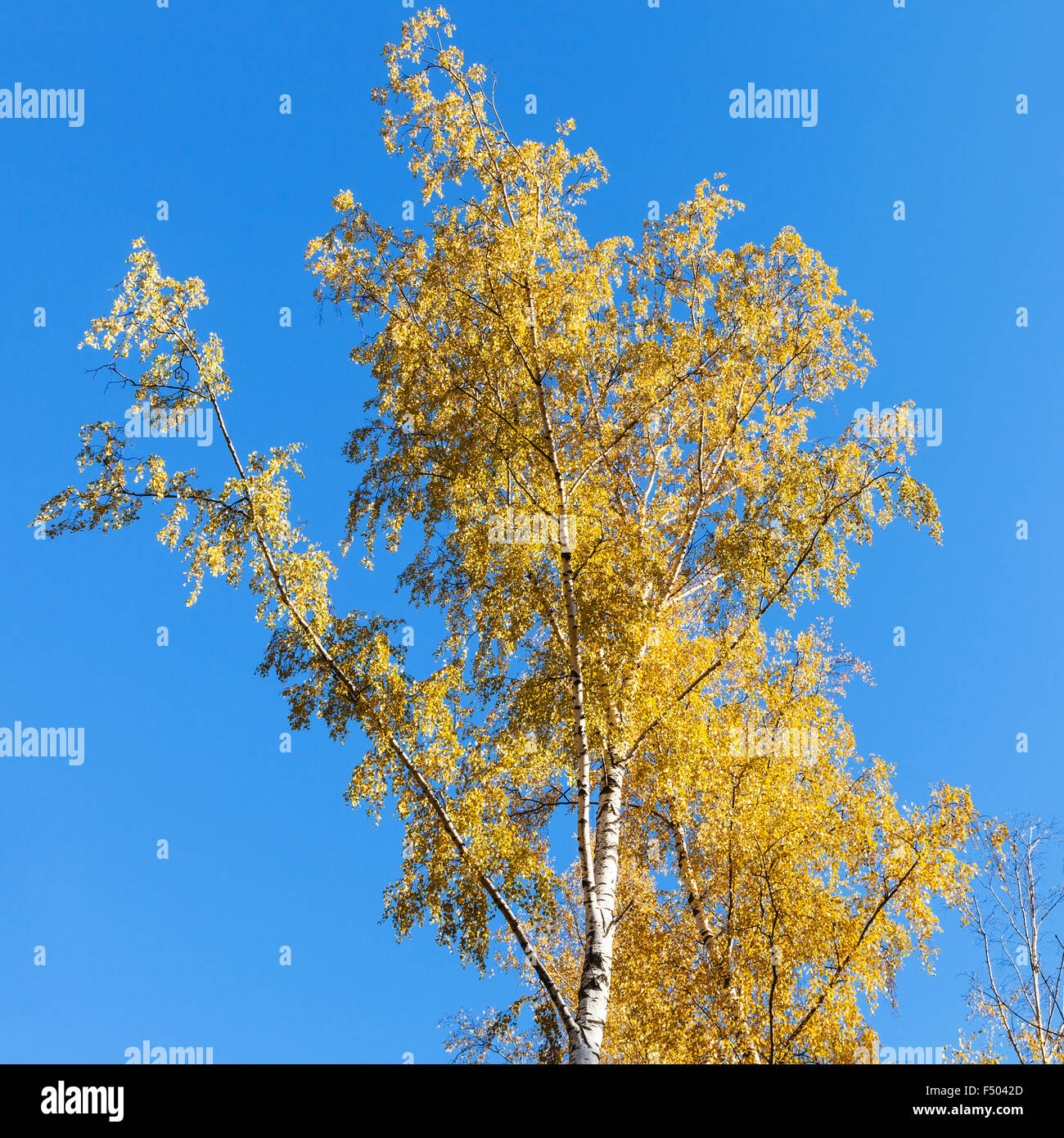 birch tree with yellow leaves on blue sky background in sunny autumn ...