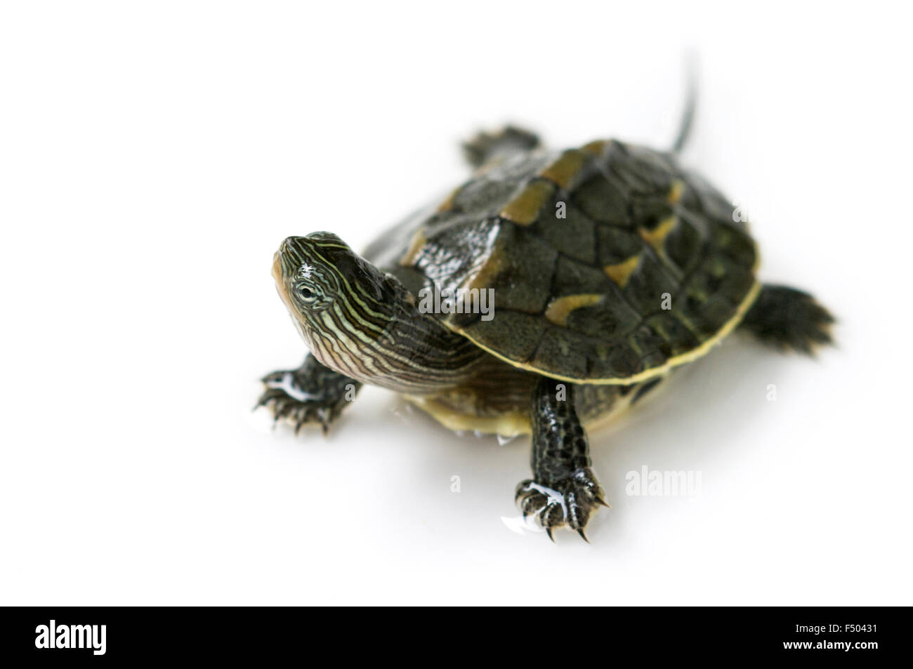 chinese turtle isolated on white Stock Photo - Alamy
