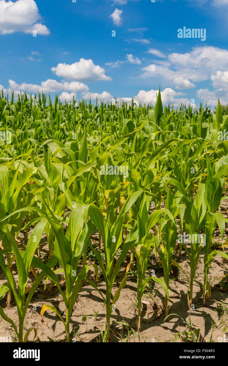 Closeup of a field of corn ready for harvest Stock Photo - Alamy
