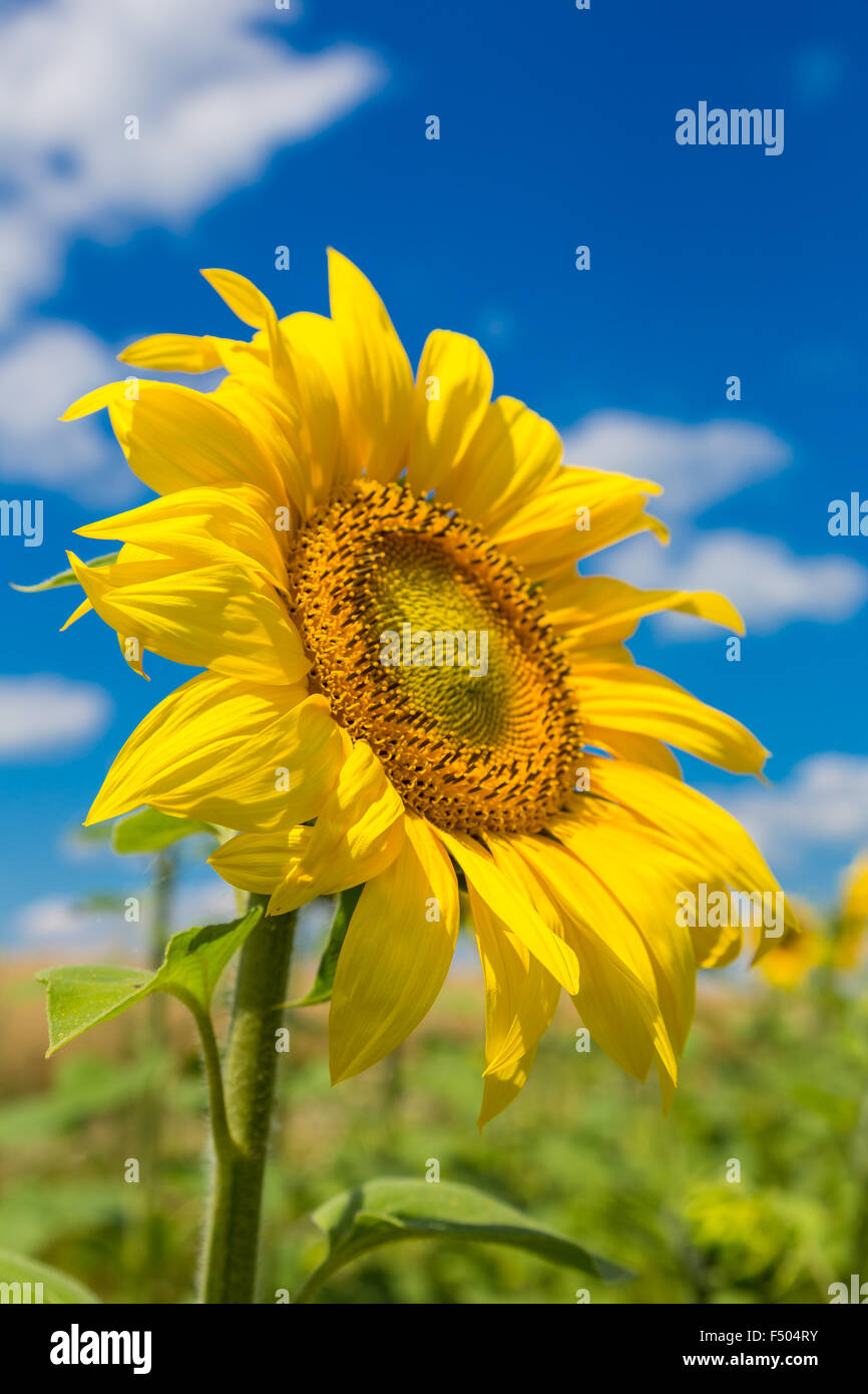 Blooming field of sunflowers on blue sky Stock Photo - Alamy