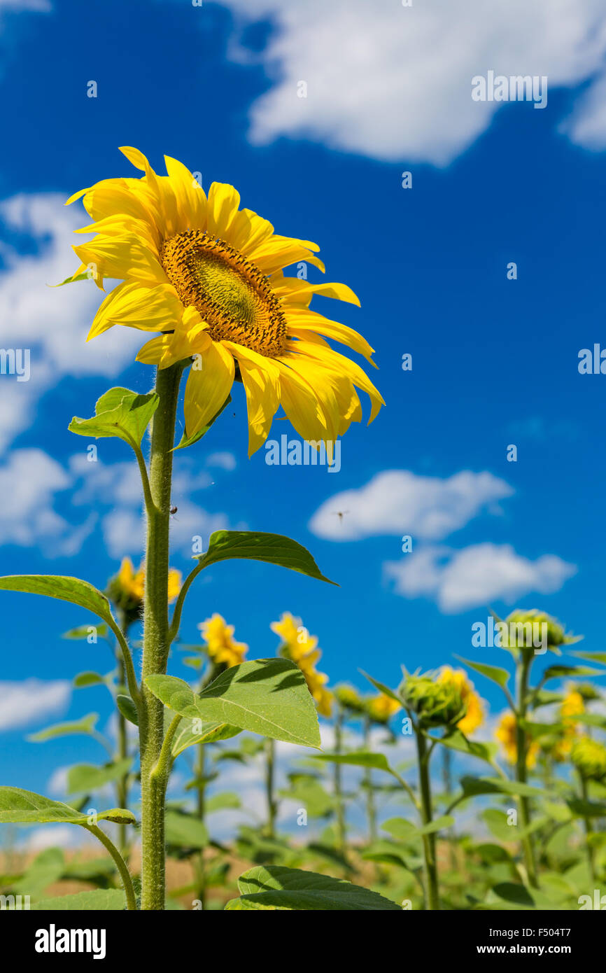 Blooming field of sunflowers on blue sky Stock Photo - Alamy