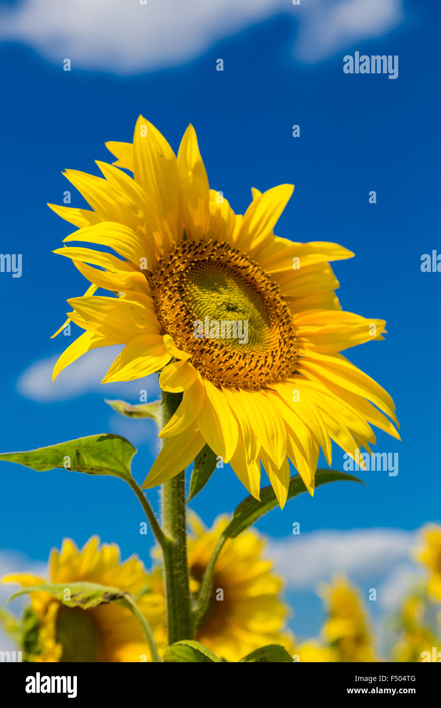 Blooming field of sunflowers on blue sky Stock Photo - Alamy