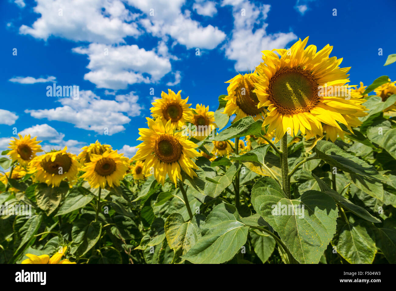 Blooming field of sunflowers on blue sky Stock Photo - Alamy