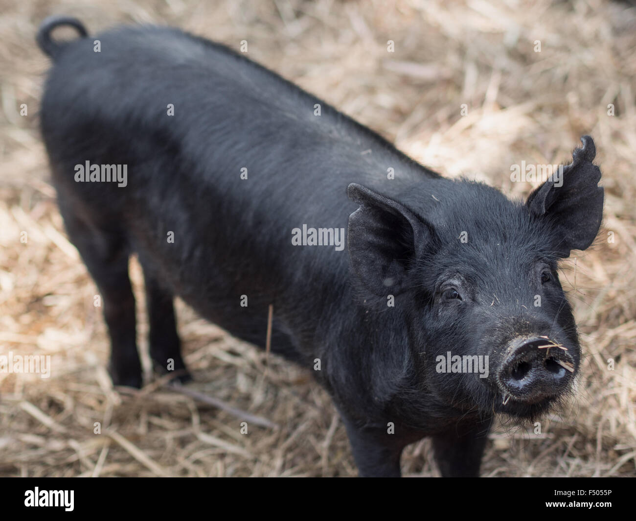 A Jeju black pig in its pen on Jeju-do Island, South Korea Stock Photo