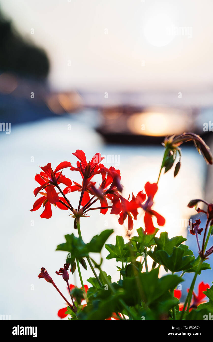 travel to Bratislava city - red flowers illuminated by sunlight at dawn over Danube river Stock Photo