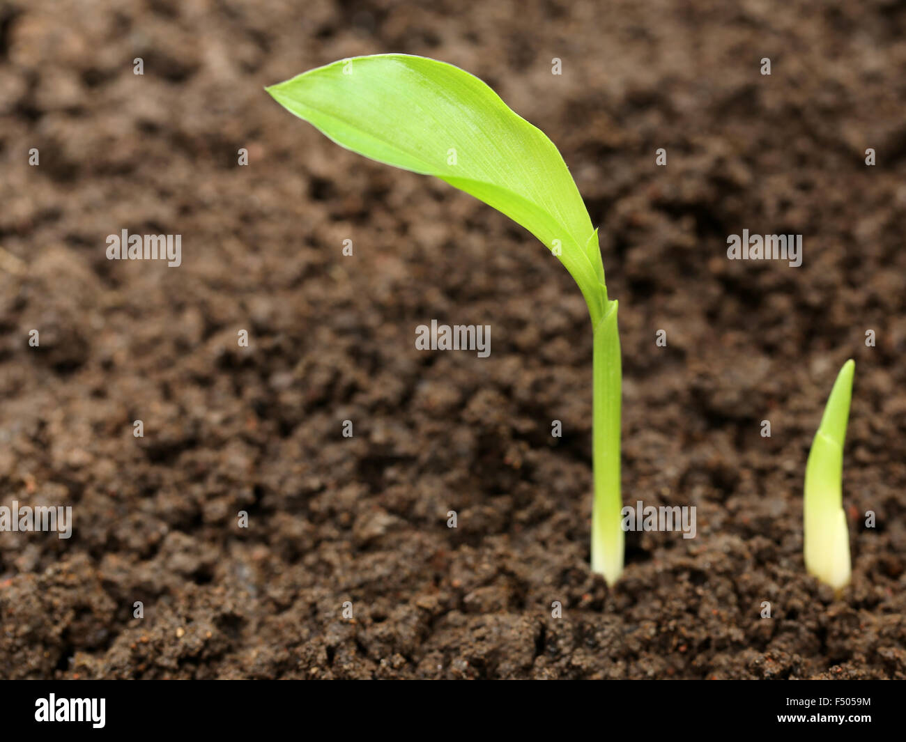 Turmeric seedling in fertile soil Stock Photo Alamy