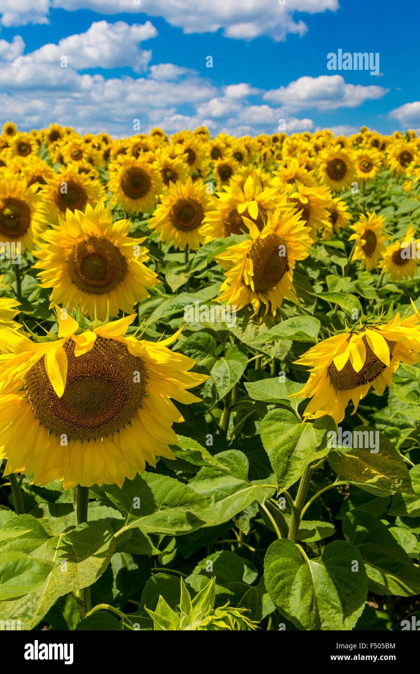 Blooming field of sunflowers on blue sky Stock Photo - Alamy