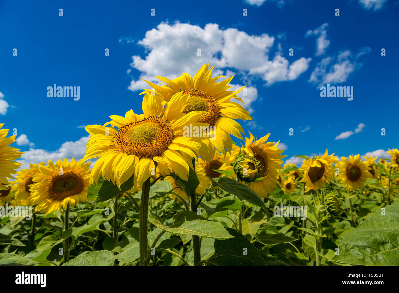 Blooming field of sunflowers on blue sky Stock Photo - Alamy