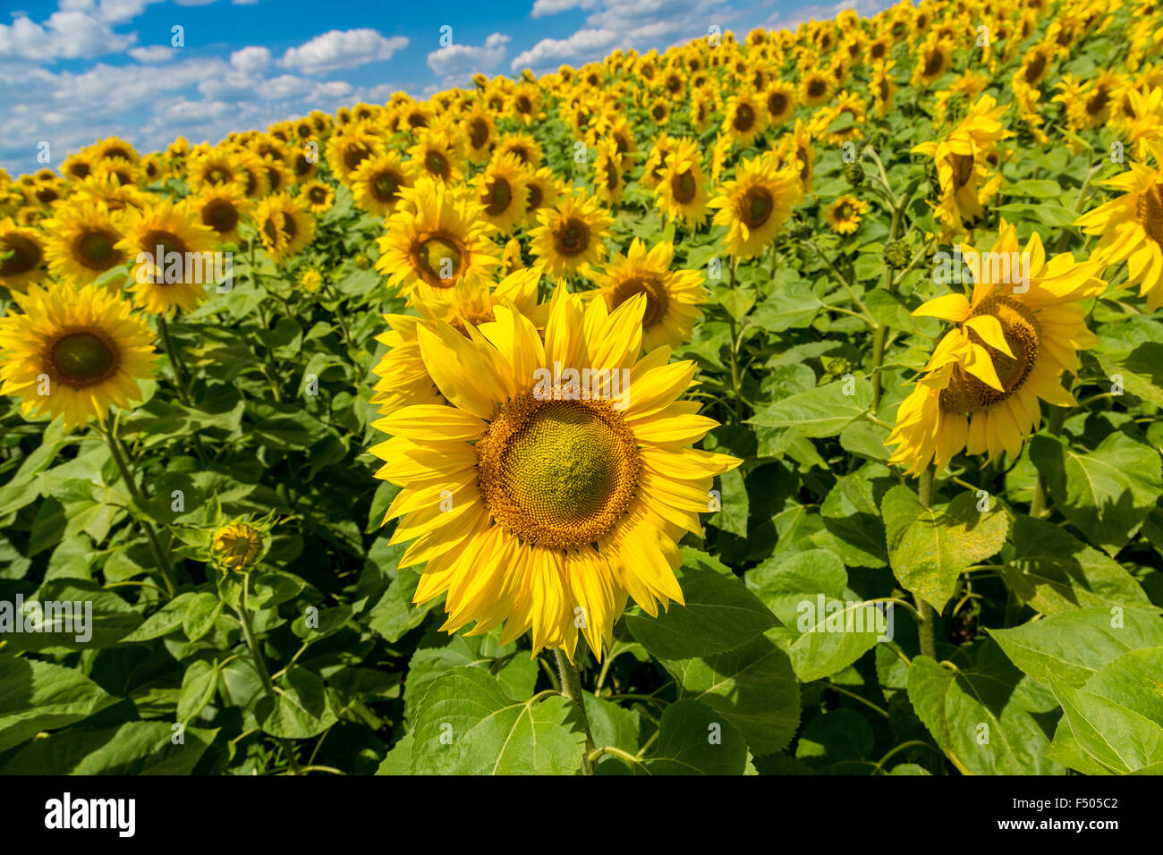 Blooming field of sunflowers on blue sky Stock Photo - Alamy