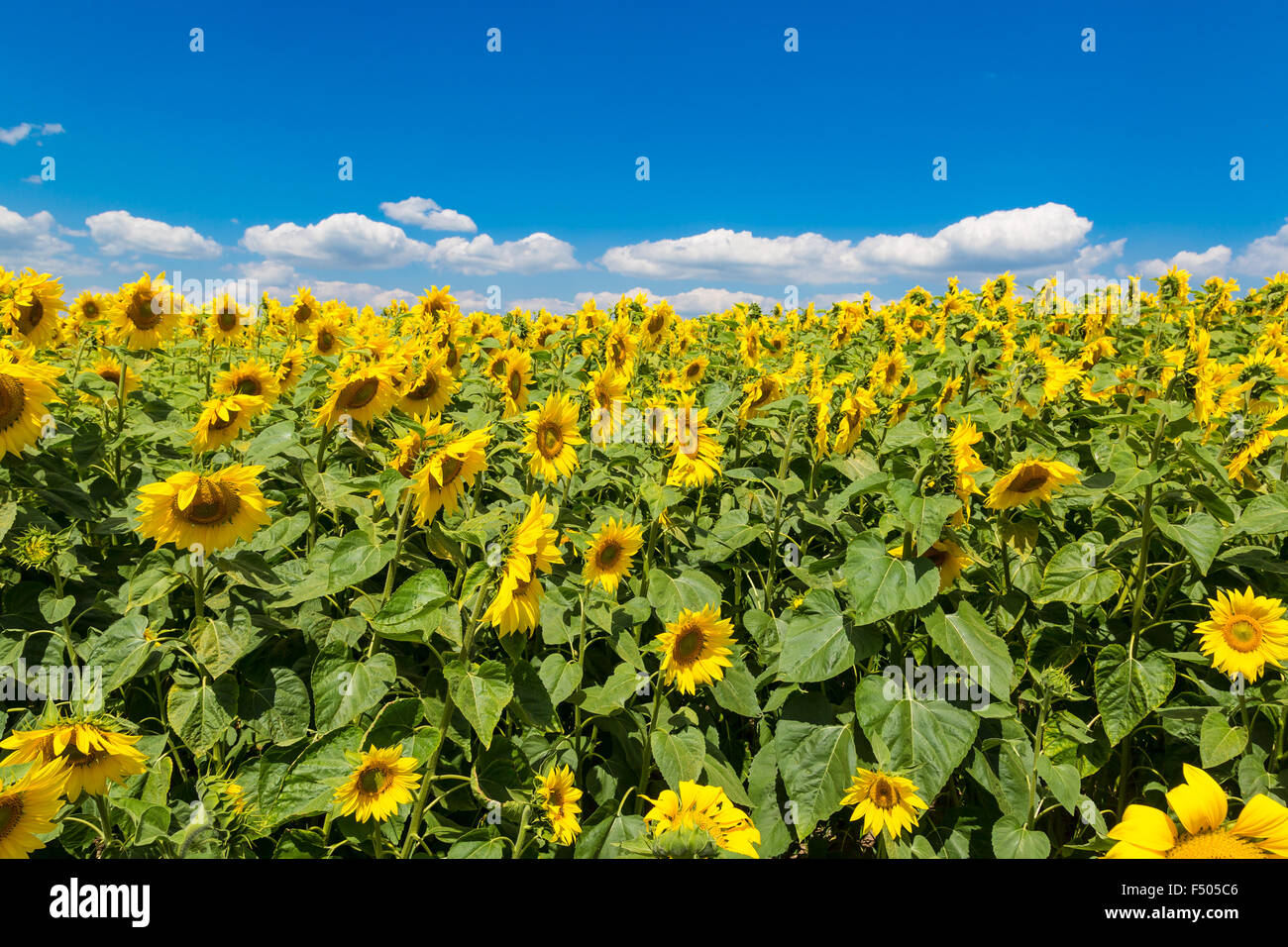 Blooming field of sunflowers on blue sky Stock Photo - Alamy