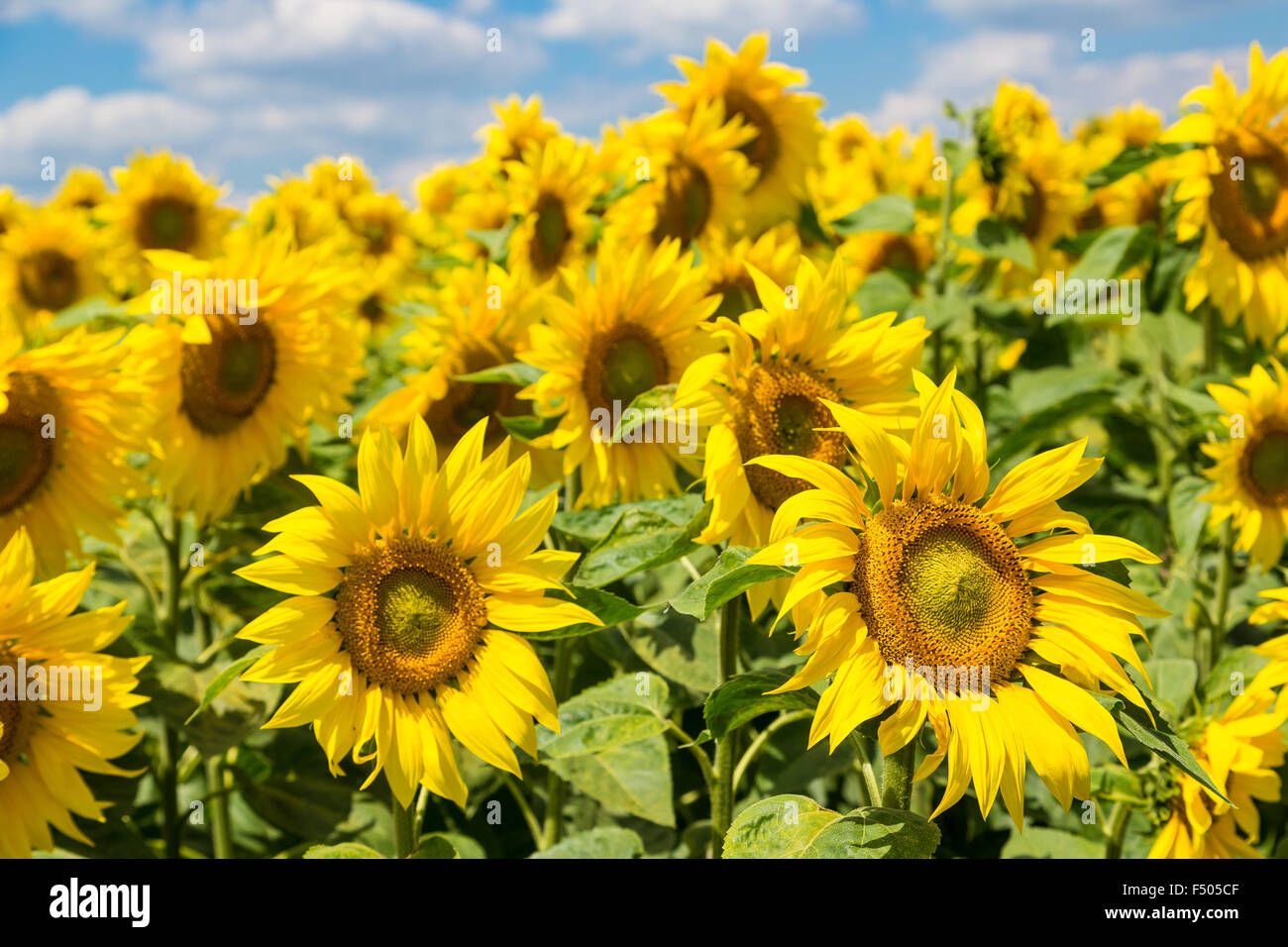 Blooming field of sunflowers on blue sky Stock Photo - Alamy