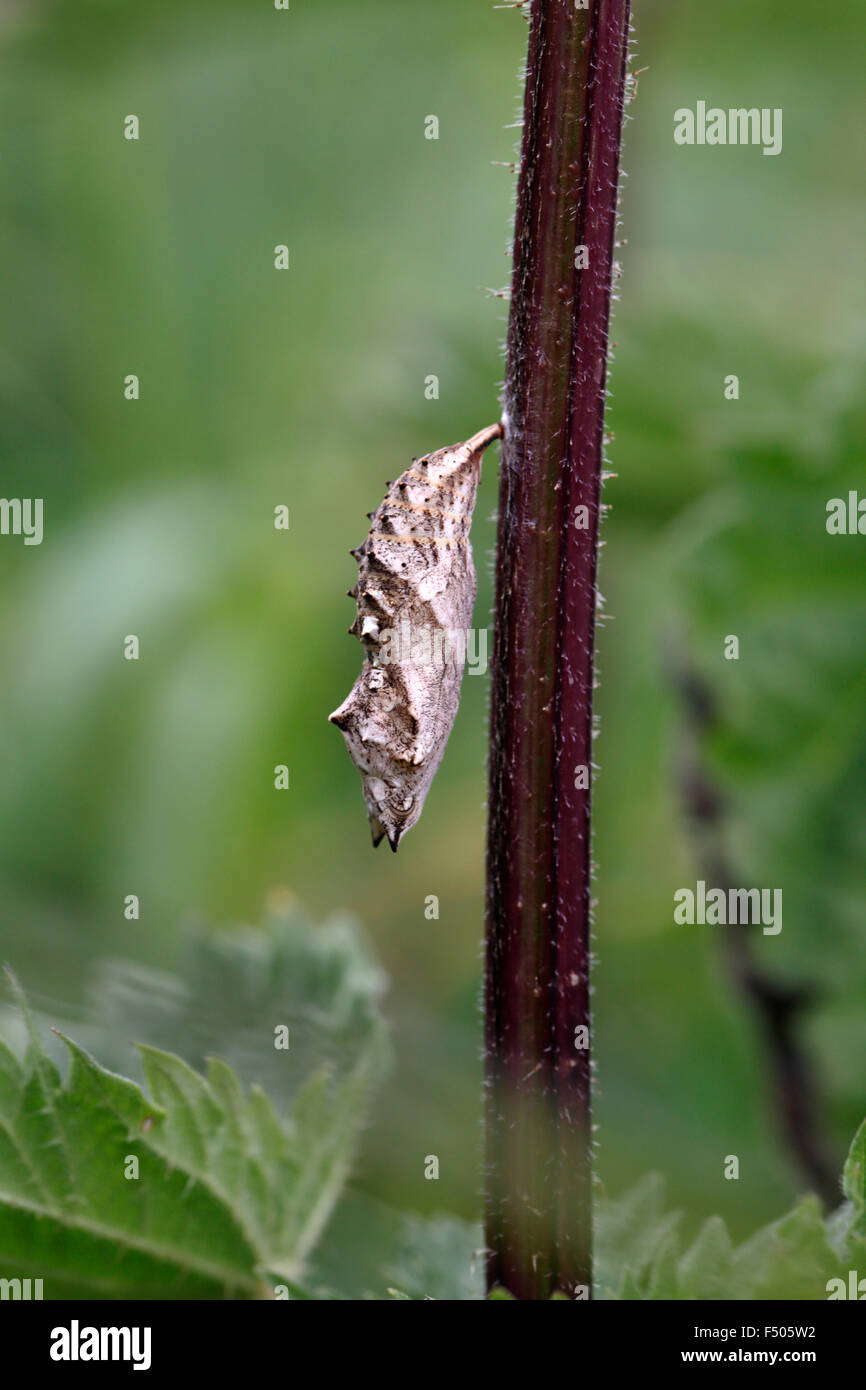 Peacock Butterfly, Inachis io, pupa Stock Photo