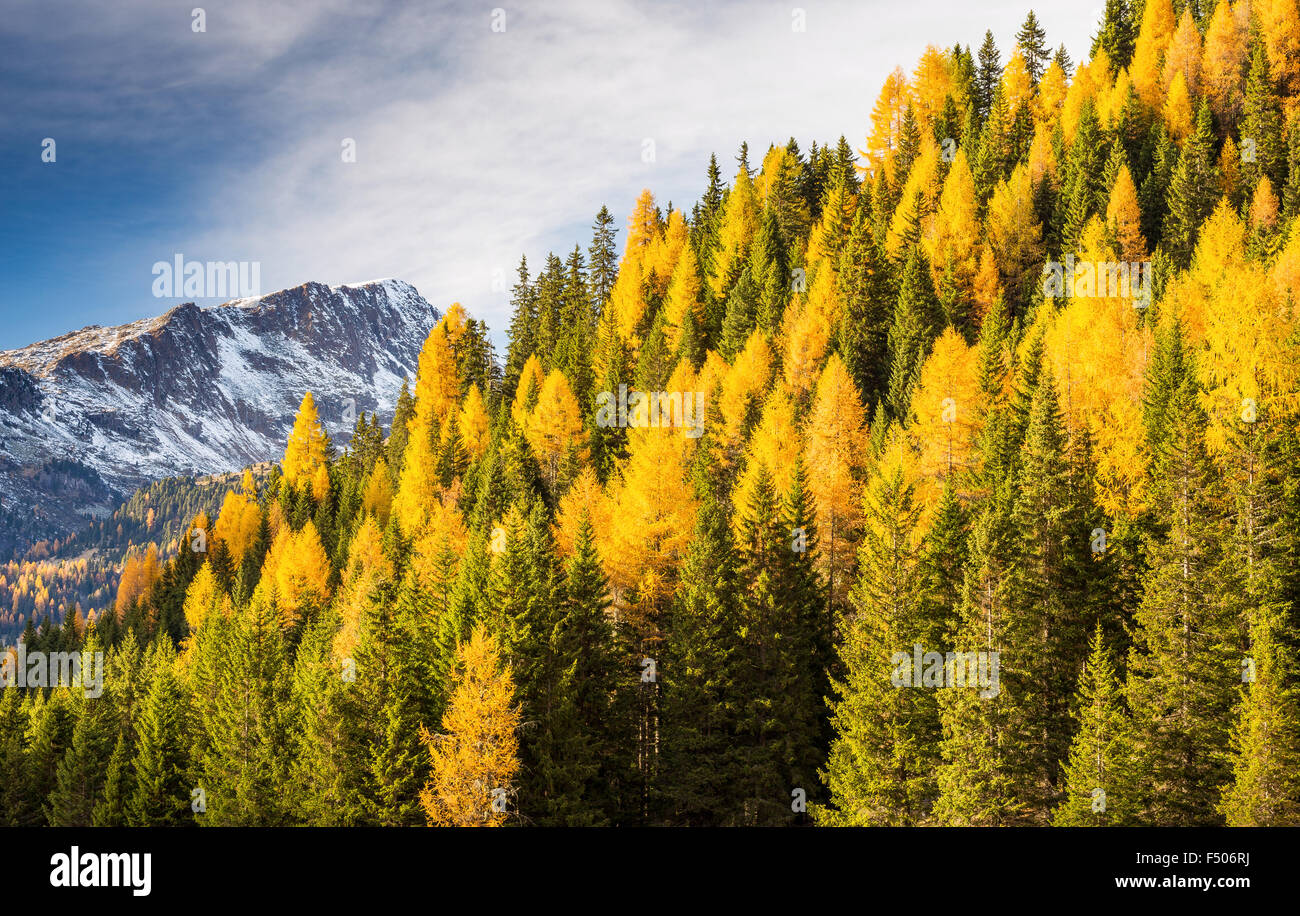 Autumn season, coniferous forest with Larix decidua and Picea abies. Dolomites of Trentino. Italian Alps. Europe. Stock Photo