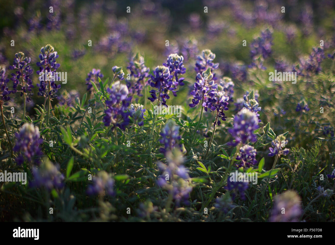 Texas bluebonnet wildflowers backlit by the sun Stock Photo