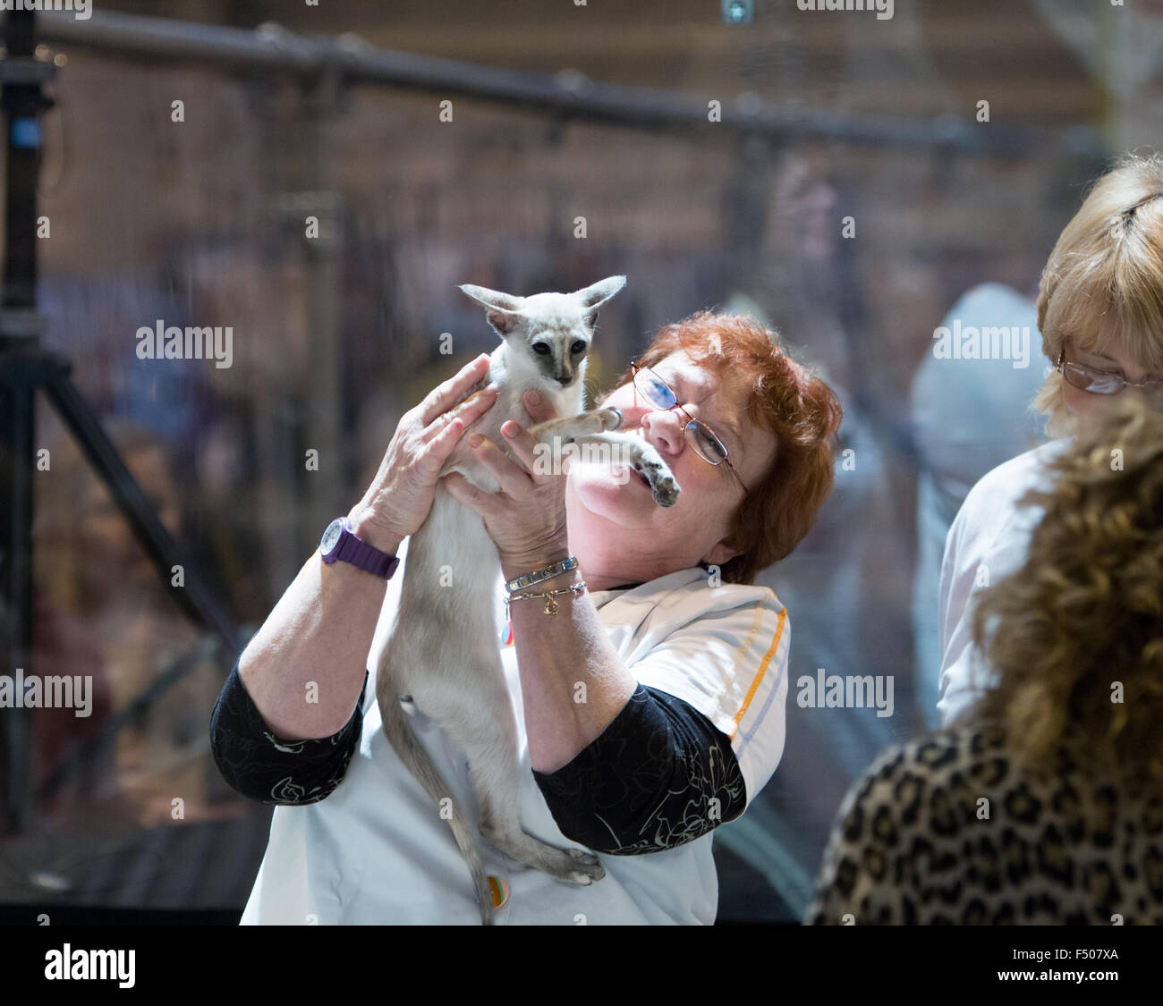 Birmingham, UK. 24 October 2015. 39th Supreme Cat Show held at the NEC, Birmingham, UK. Cats of all shapes and sizes were judged at the show. Credit: Jon Freeman/Alamy Live News Stock Photo