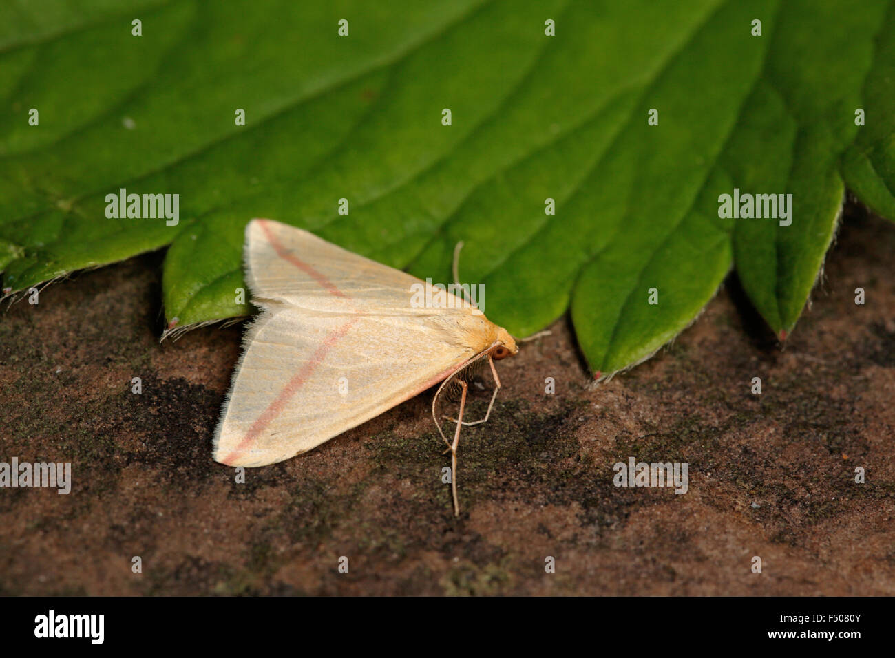 Ways To Keep Miller Moths Out Of Your House • The Prairie, 50 OFF