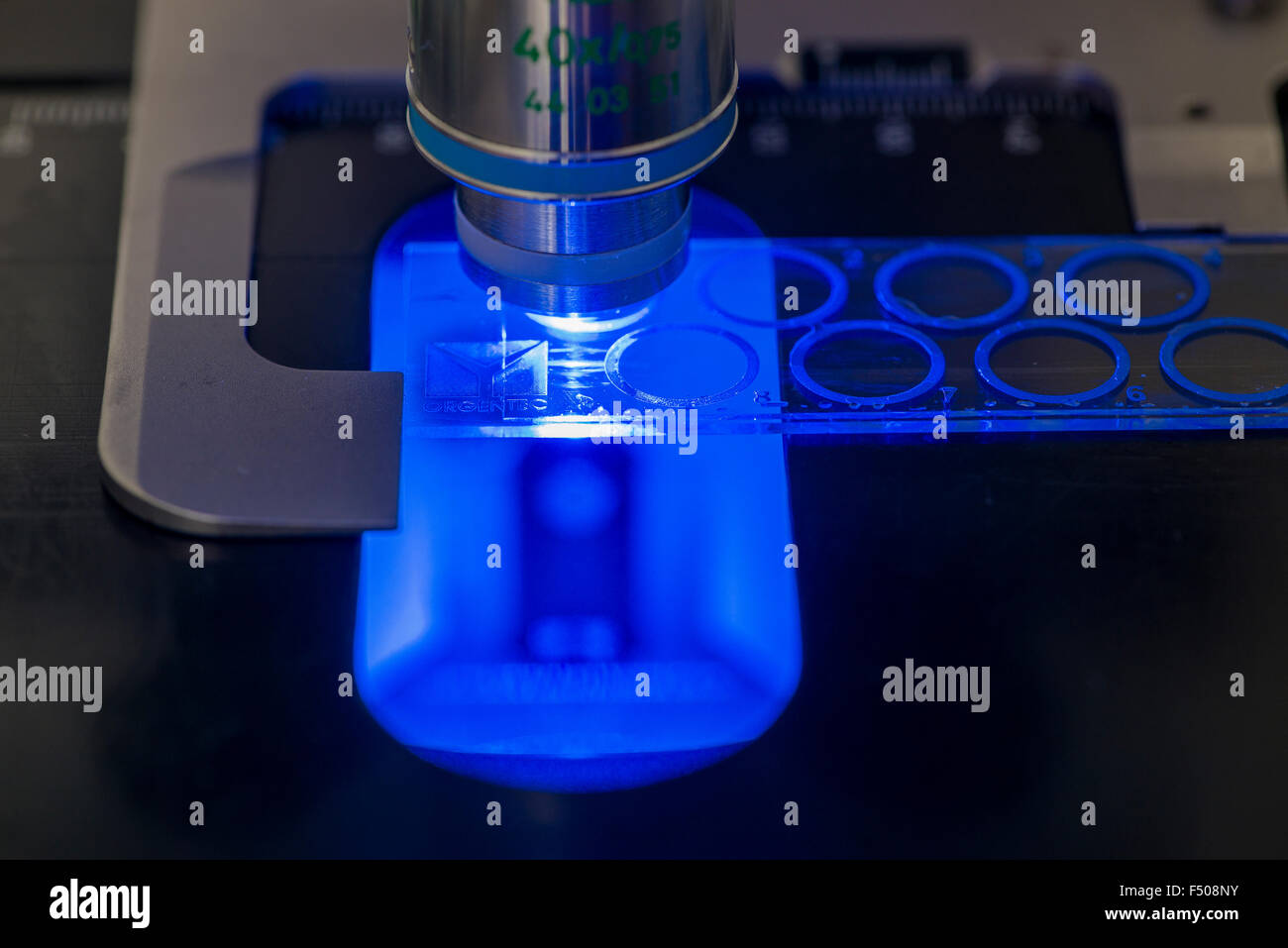 Microscopical Immune Florescence test for the proof of antibodies, lit by blue light Stock Photo
