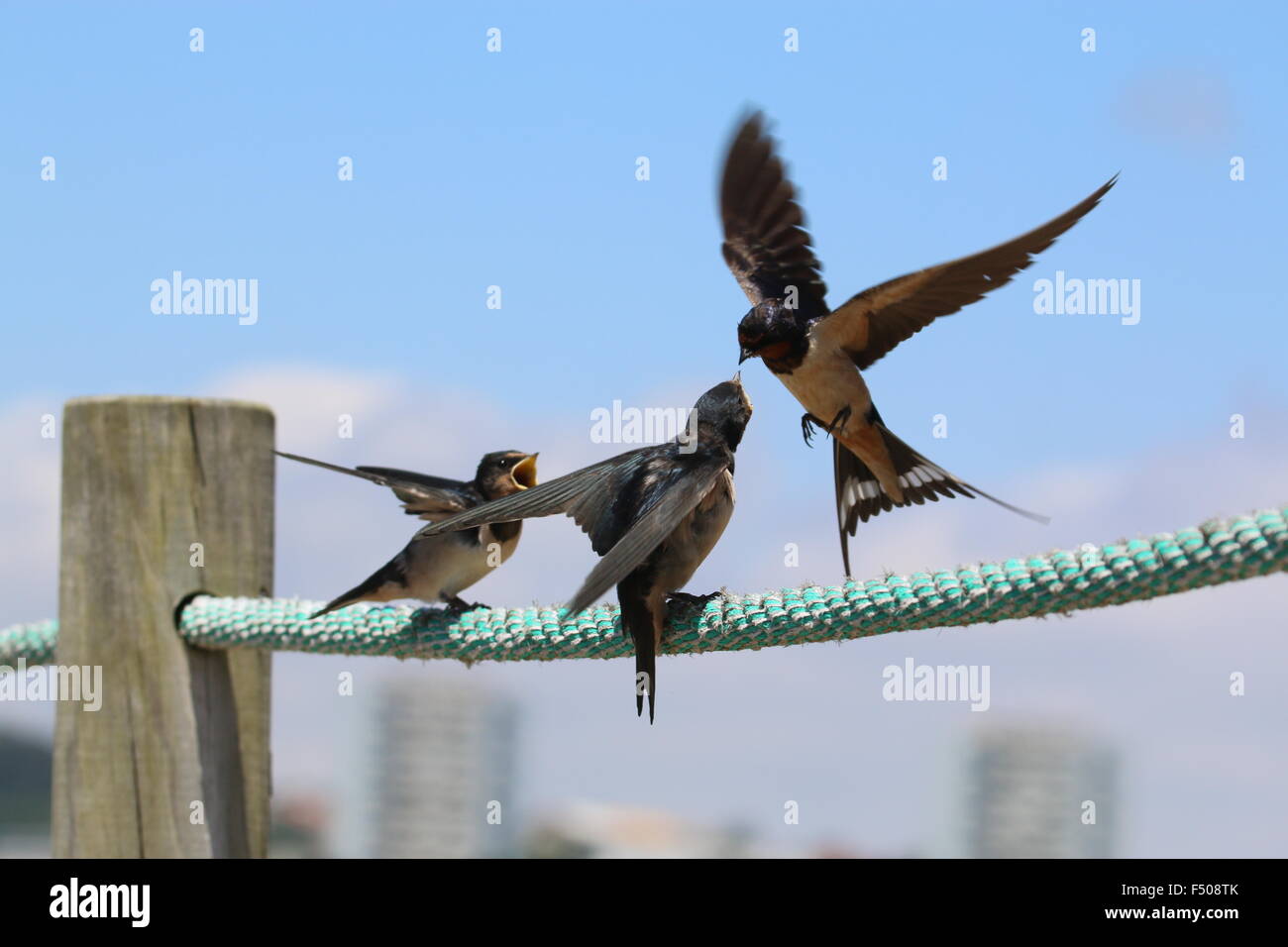 Barn swallow (Hirundo rustica) feeding young Stock Photo