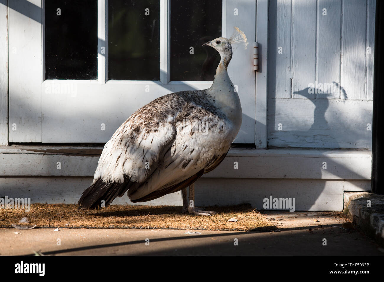 A white peafowl stands proudly by the door of a house Stock Photo