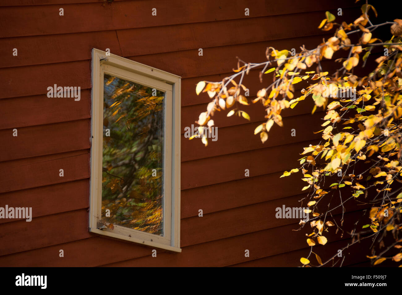 Fall foliage reflecting in window. Stock Photo