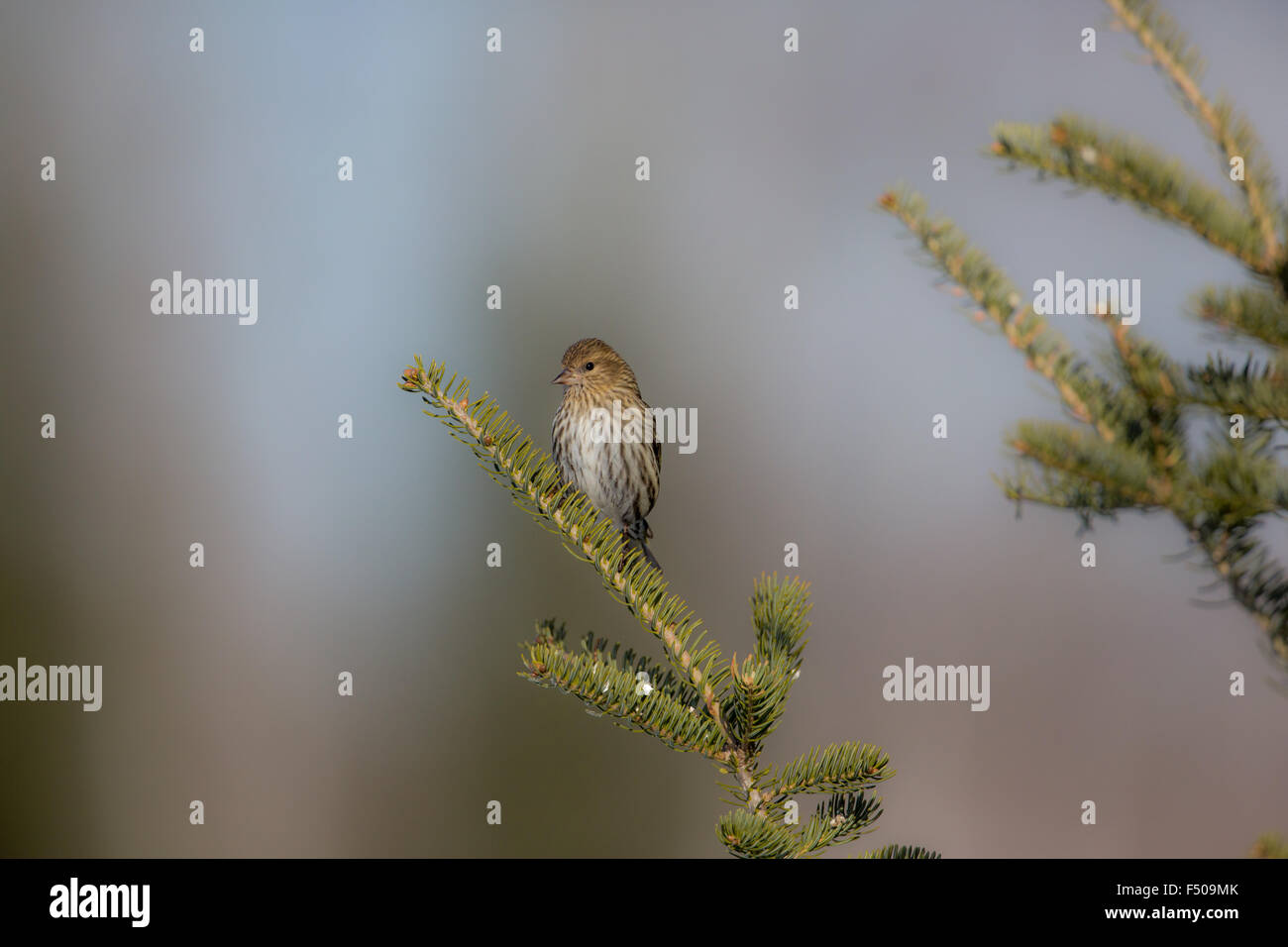 Pine siskin perched in a spruce tree Stock Photo