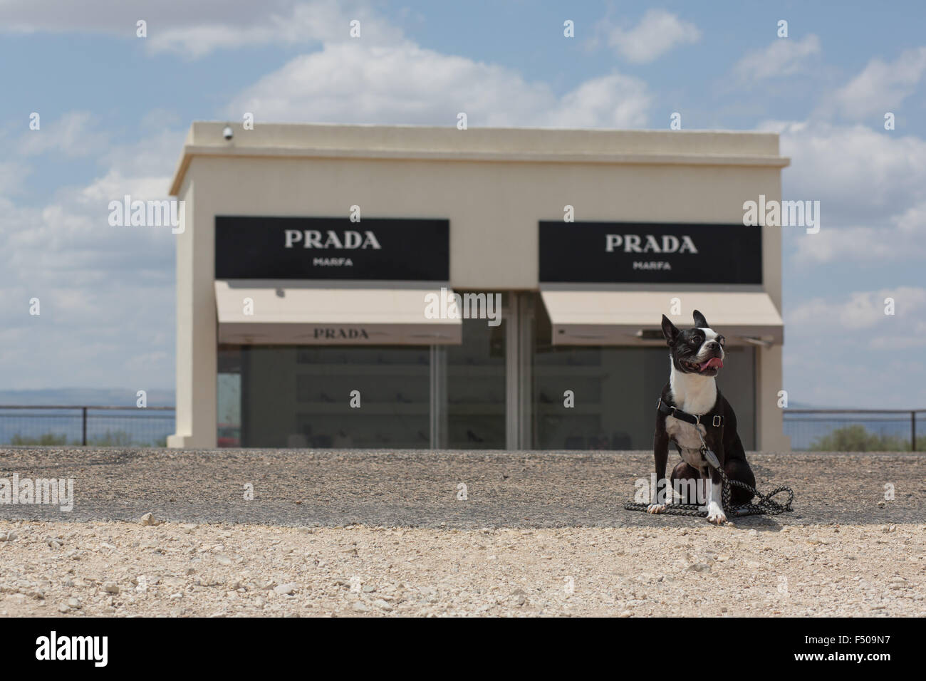 A Boston Terrier sitting in front of the Marfa Prada art exhibit Stock Photo