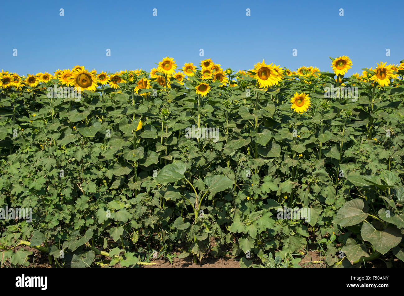 Sunflower field and the blue sky behind Stock Photo - Alamy