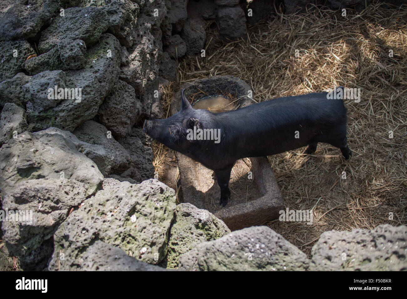 Jeju black pig in its pen on Jeju-do South Korea Stock Photo