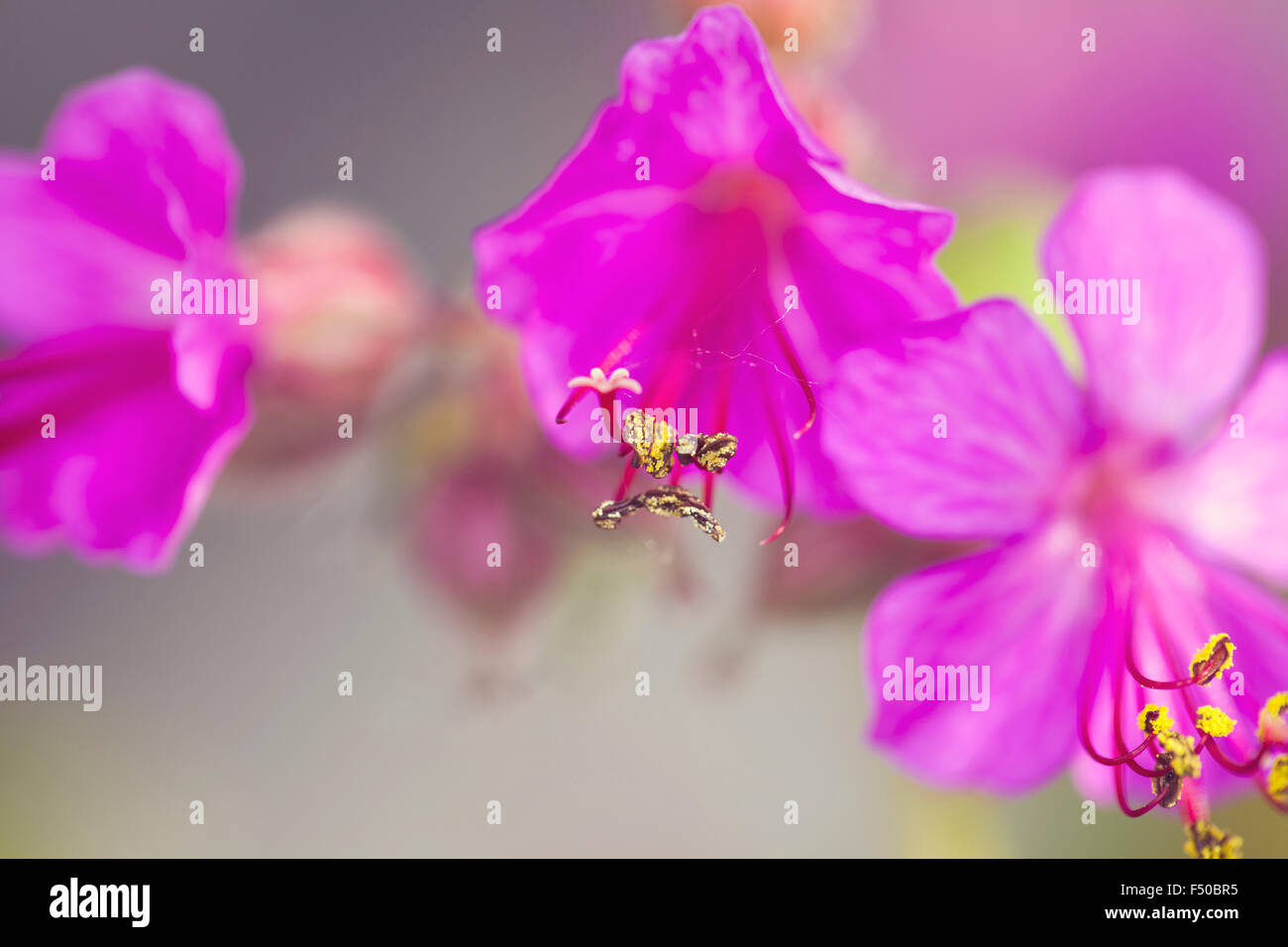 Beautiful purple blue flowers hi-res stock photography and images - Alamy