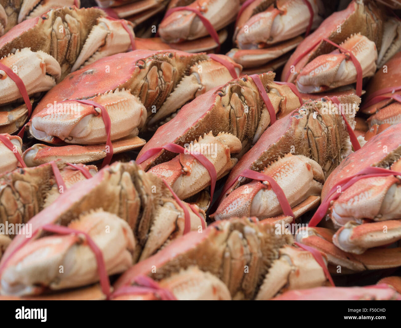 Boiled red crabs bundled up for sale in the bay of San Francisco Stock