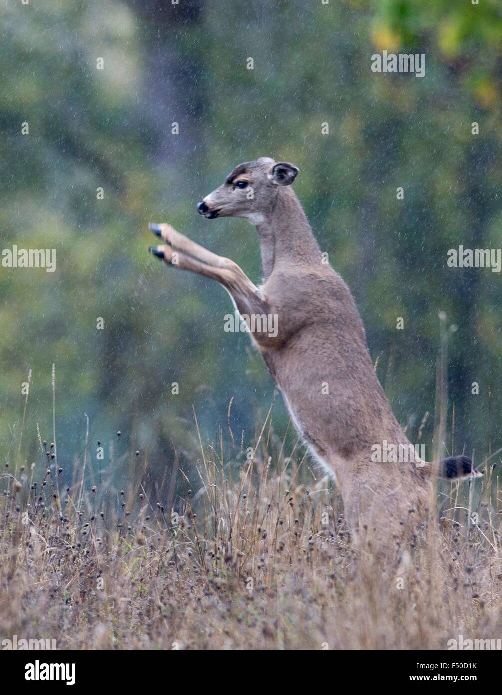 Elkton, Oregon, USA. 25th Oct, 2015. Rain falls as a black tailed deer stands on its back legs in a field along a country road near Elkton in Southwestern Oregon. © Robin Loznak/ZUMA Wire/Alamy Live News Stock Photo