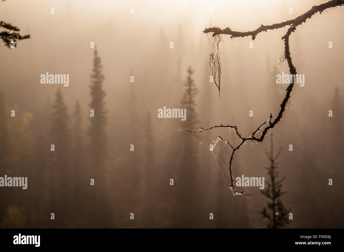 Foggy and surreal evergreens. Stock Photo