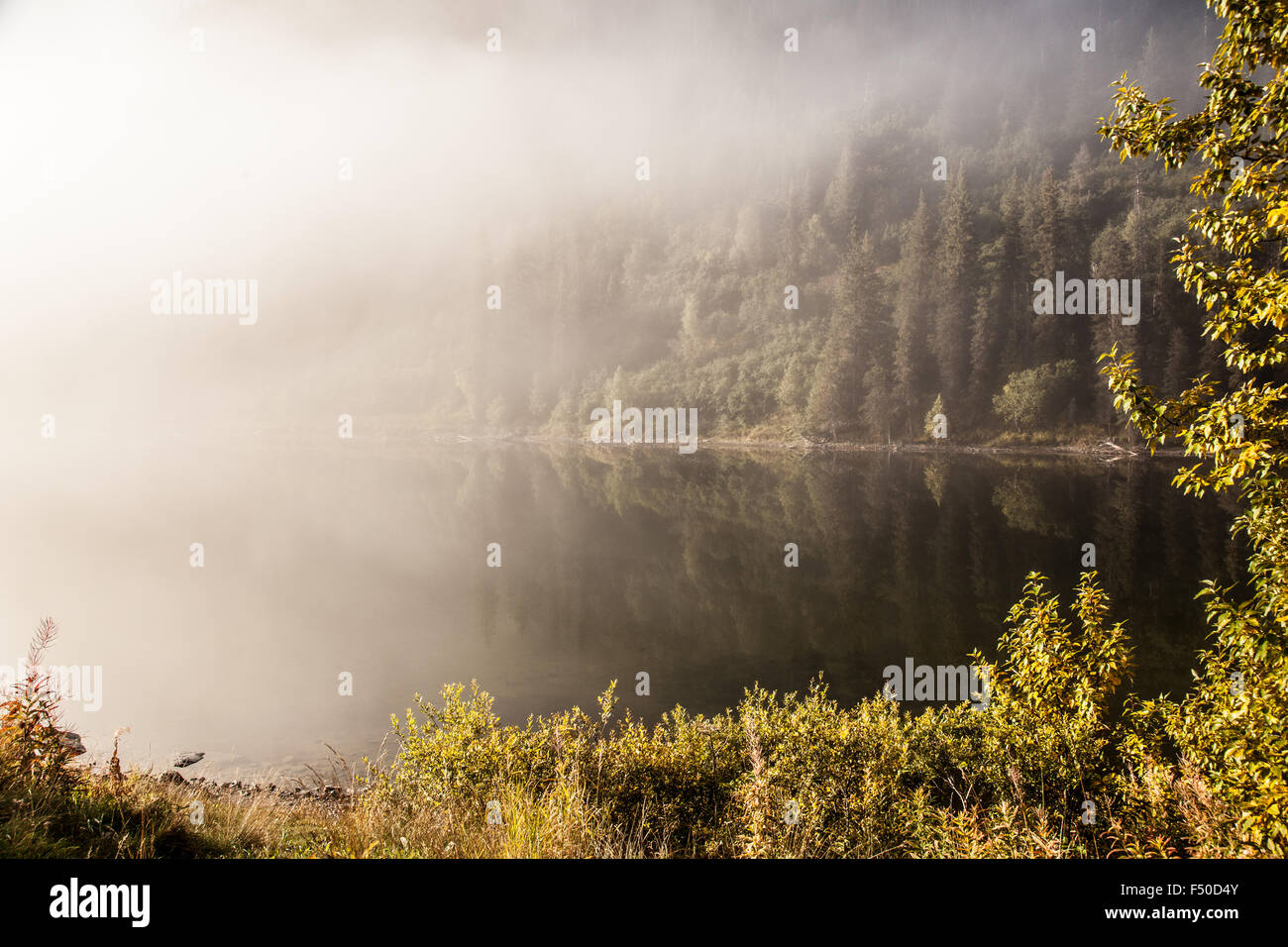 Kenai peninsula bear hi-res stock photography and images - Alamy